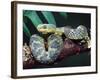 African Bush Viper-David Northcott-Framed Photographic Print