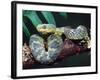 African Bush Viper-David Northcott-Framed Photographic Print