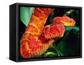 African Bush Viper-David Northcott-Framed Stretched Canvas