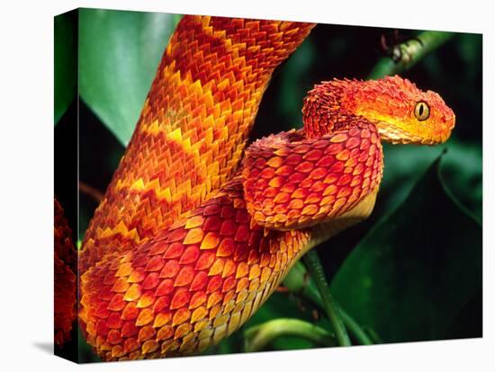 African Bush Viper-David Northcott-Stretched Canvas