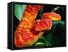 African Bush Viper-David Northcott-Framed Stretched Canvas