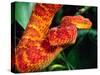 African Bush Viper-David Northcott-Stretched Canvas