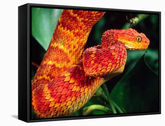 African Bush Viper-David Northcott-Framed Stretched Canvas