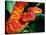 African Bush Viper-David Northcott-Stretched Canvas