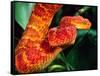 African Bush Viper-David Northcott-Framed Stretched Canvas