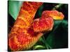 African Bush Viper-David Northcott-Stretched Canvas