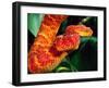 African Bush Viper-David Northcott-Framed Premium Photographic Print