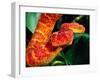 African Bush Viper-David Northcott-Framed Premium Photographic Print