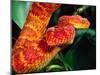 African Bush Viper-David Northcott-Mounted Premium Photographic Print