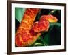 African Bush Viper-David Northcott-Framed Premium Photographic Print