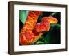 African Bush Viper-David Northcott-Framed Photographic Print