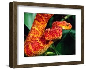 African Bush Viper-David Northcott-Framed Photographic Print