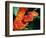 African Bush Viper-David Northcott-Framed Photographic Print