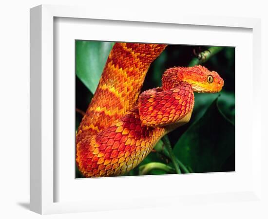 African Bush Viper-David Northcott-Framed Photographic Print