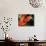 African Bush Viper-David Northcott-Photographic Print displayed on a wall