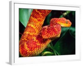 African Bush Viper-David Northcott-Framed Photographic Print