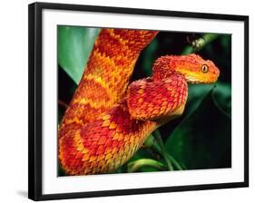 African Bush Viper-David Northcott-Framed Photographic Print