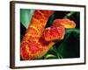 African Bush Viper-David Northcott-Framed Photographic Print