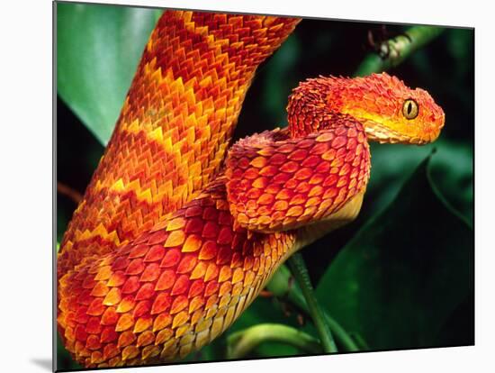 African Bush Viper-David Northcott-Mounted Photographic Print