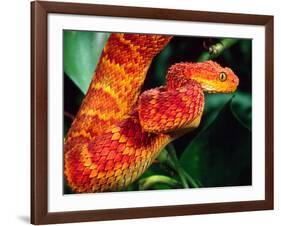 African Bush Viper-David Northcott-Framed Photographic Print