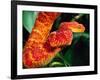 African Bush Viper-David Northcott-Framed Photographic Print