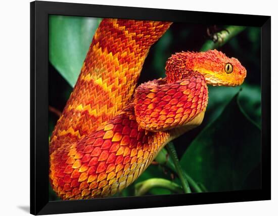 African Bush Viper-David Northcott-Framed Photographic Print