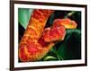 African Bush Viper-David Northcott-Framed Photographic Print