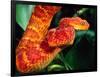 African Bush Viper-David Northcott-Framed Photographic Print