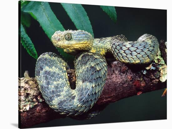 African Bush Viper-David Northcott-Stretched Canvas