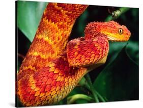 African Bush Viper-David Northcott-Stretched Canvas