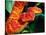 African Bush Viper-David Northcott-Stretched Canvas