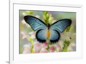 African butterfly Giant Blue Swallowtail, Papilio zalmoxis on Pink flowering Snapdragons-Darrell Gulin-Framed Photographic Print
