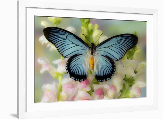 African butterfly Giant Blue Swallowtail, Papilio zalmoxis on Pink flowering Snapdragons-Darrell Gulin-Framed Photographic Print