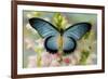 African butterfly Giant Blue Swallowtail, Papilio zalmoxis on Pink flowering Snapdragons-Darrell Gulin-Framed Photographic Print