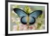 African butterfly Giant Blue Swallowtail, Papilio zalmoxis on Pink flowering Snapdragons-Darrell Gulin-Framed Photographic Print