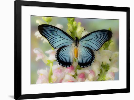 African butterfly Giant Blue Swallowtail, Papilio zalmoxis on Pink flowering Snapdragons-Darrell Gulin-Framed Photographic Print