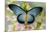 African butterfly Giant Blue Swallowtail, Papilio zalmoxis on Pink flowering Snapdragons-Darrell Gulin-Mounted Photographic Print