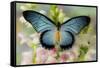 African butterfly Giant Blue Swallowtail, Papilio zalmoxis on Pink flowering Snapdragons-Darrell Gulin-Framed Stretched Canvas