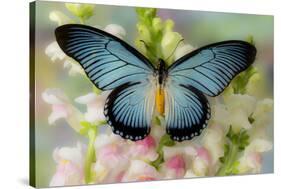 African butterfly Giant Blue Swallowtail, Papilio zalmoxis on Pink flowering Snapdragons-Darrell Gulin-Stretched Canvas
