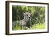 African Cheetah 011-Bob Langrish-Framed Photographic Print