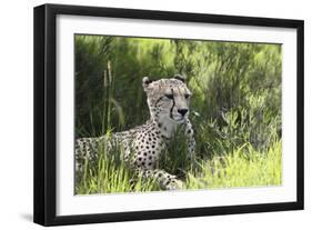 African Cheetah 011-Bob Langrish-Framed Photographic Print