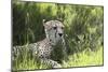 African Cheetah 011-Bob Langrish-Mounted Photographic Print