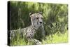 African Cheetah 011-Bob Langrish-Stretched Canvas