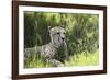African Cheetah 011-Bob Langrish-Framed Photographic Print