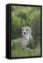African Cheetah 014-Bob Langrish-Framed Stretched Canvas