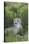 African Cheetah 014-Bob Langrish-Stretched Canvas