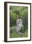 African Cheetah 014-Bob Langrish-Framed Photographic Print