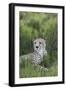 African Cheetah 014-Bob Langrish-Framed Photographic Print