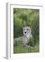 African Cheetah 014-Bob Langrish-Framed Photographic Print