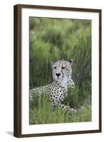 African Cheetah 014-Bob Langrish-Framed Photographic Print